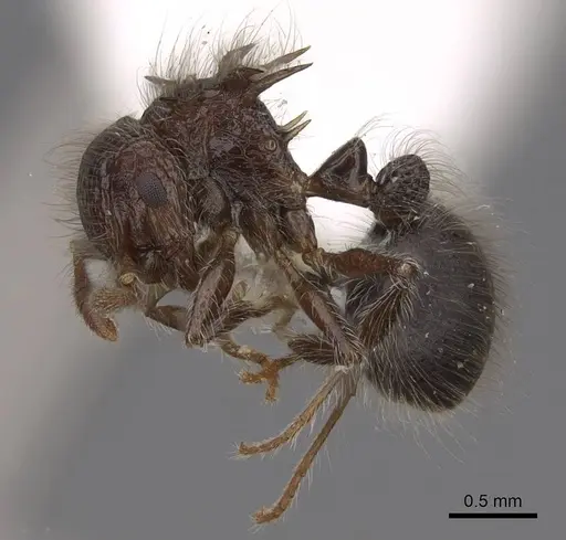 Meranoplus armatus specimen CASENT0922937 image casent0922937_3