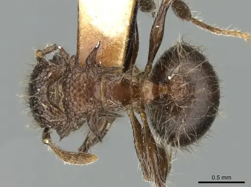 Meranoplus astericus specimen CASENT0906543 image casent0906543_1