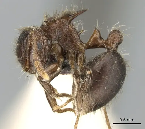 Meranoplus astericus specimen CASENT0906543 image casent0906543_3