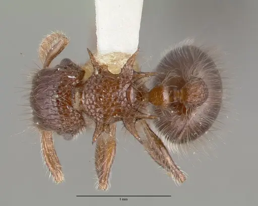Meranoplus astericus specimen CASTYPE06929 image castype06929_1