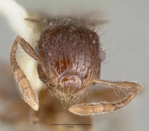 Meranoplus astericus specimen CASTYPE06929 image castype06929_2