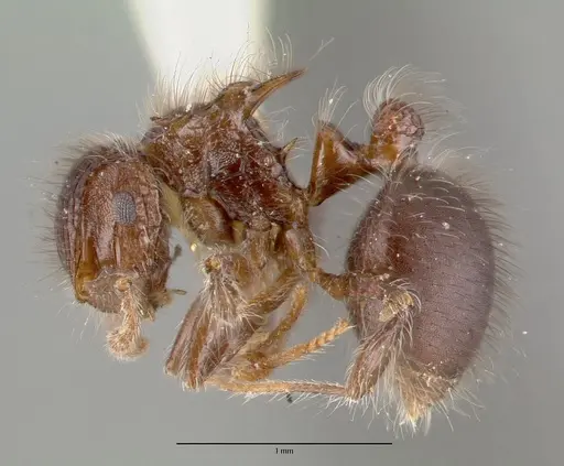 Meranoplus astericus specimen CASTYPE06929 image castype06929_3