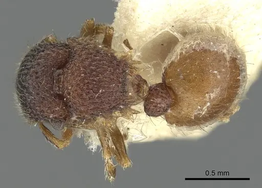 Meranoplus aureolus specimen CASENT0902048 image casent0902048_1