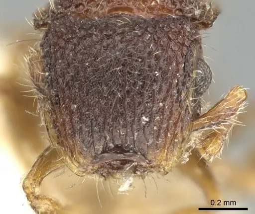 Meranoplus aureolus specimen CASENT0902048 image casent0902048_2