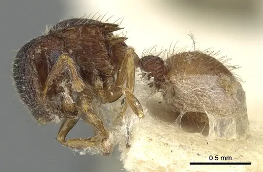 Meranoplus aureolus specimen CASENT0902048 image casent0902048_3