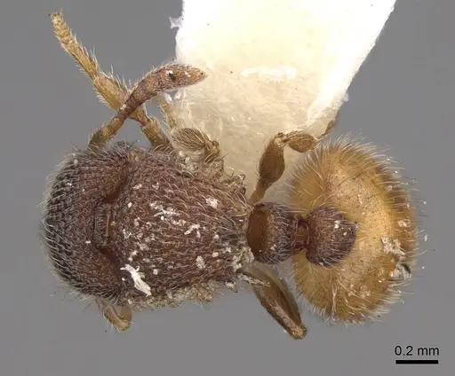 Meranoplus aureolus specimen CASENT0922918 image casent0922918_1