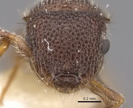 Meranoplus aureolus specimen CASENT0922918 image casent0922918_2