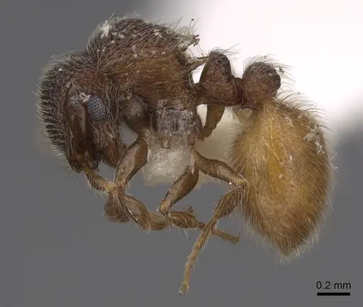Meranoplus aureolus specimen CASENT0922918 image casent0922918_3