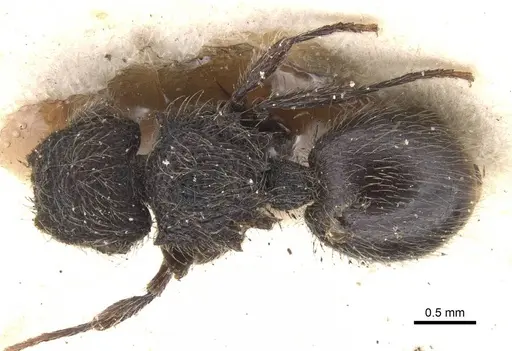 Meranoplus barretti specimen CASENT0913019 image casent0913019_1