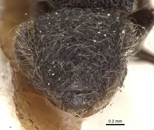 Meranoplus barretti specimen CASENT0913019 image casent0913019_2