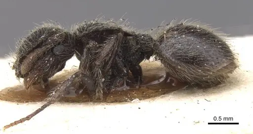 Meranoplus barretti specimen CASENT0913019 image casent0913019_3