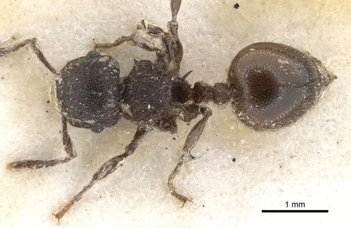 Meranoplus bellii specimen CASENT0902023 image casent0902023_1