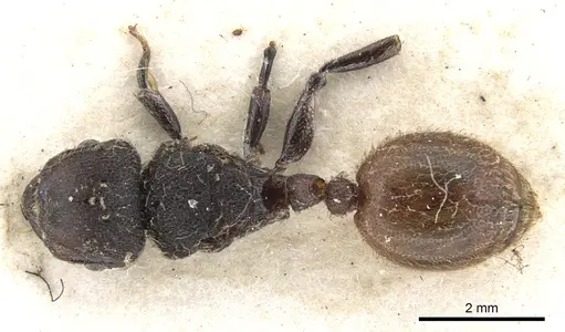 Meranoplus bellii specimen CASENT0902024 image casent0902024_1