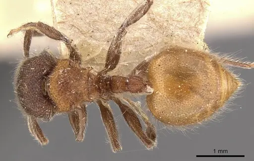 Meranoplus bellii specimen CASENT0908933 image casent0908933_1