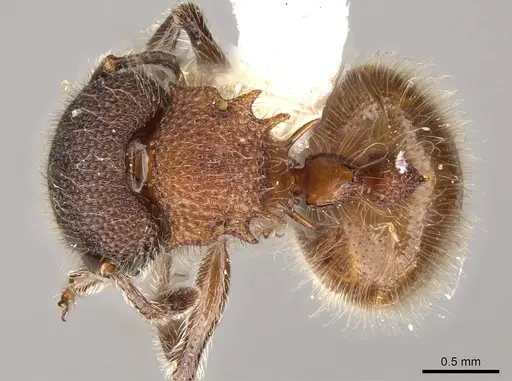 Meranoplus bellii specimen CASENT0914051 image casent0914051_1