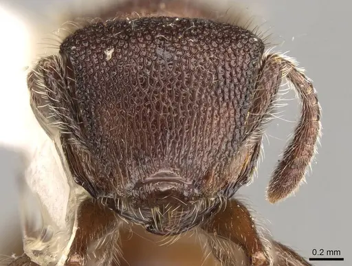 Meranoplus bellii specimen CASENT0914051 image casent0914051_2