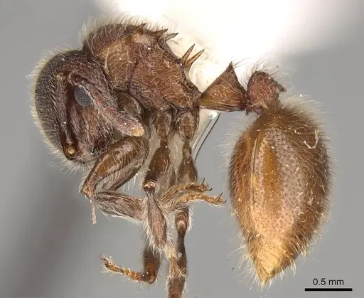 Meranoplus bellii specimen CASENT0914051 image casent0914051_3