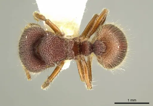 Meranoplus berrimah specimen CASENT0919717 image casent0919717_1