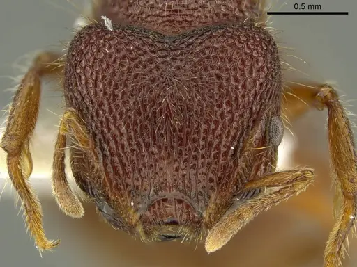 Meranoplus berrimah specimen CASENT0919717 image casent0919717_2