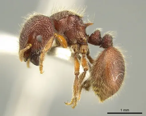 Meranoplus berrimah specimen CASENT0919717 image casent0919717_3
