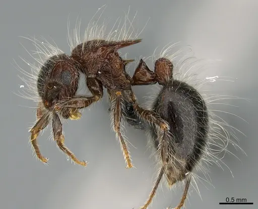 Meranoplus bicolor specimen CASENT0119844 image casent0119844_1