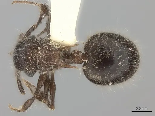 Meranoplus bicolor specimen CASENT0217854 image casent0217854_1
