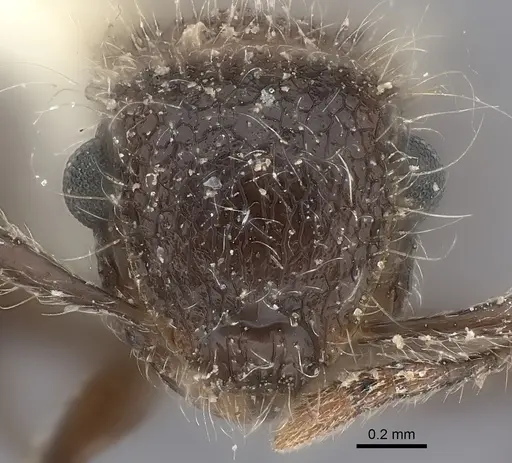 Meranoplus bicolor specimen CASENT0217854 image casent0217854_2