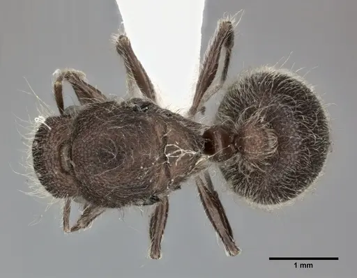 Meranoplus bicolor specimen CASENT0246059 image casent0246059_1