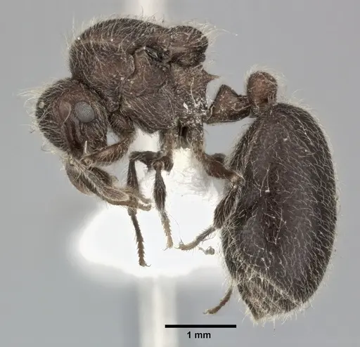 Meranoplus bicolor specimen CASENT0246059 image casent0246059_3