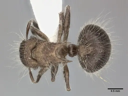 Meranoplus bicolor specimen CASENT0246060 image casent0246060_1