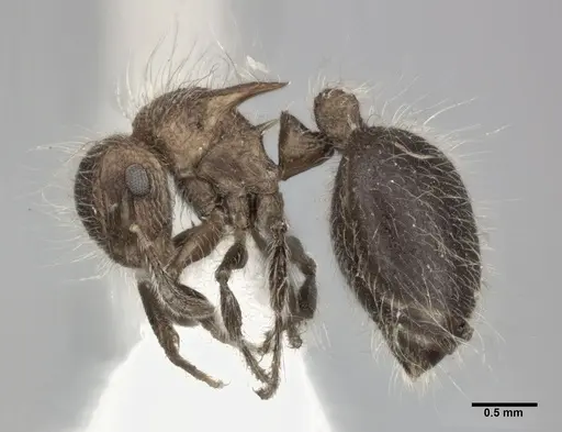 Meranoplus bicolor specimen CASENT0246060 image casent0246060_3