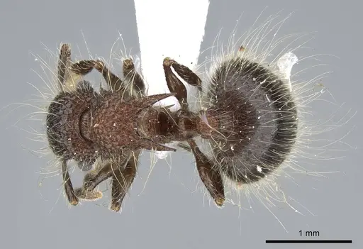 Meranoplus bicolor specimen CASENT0740801 image casent0740801_1