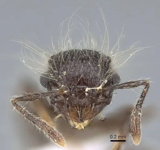 Meranoplus bicolor specimen CASENT0740801 image casent0740801_2