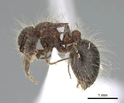 Meranoplus bicolor specimen CASENT0740801 image casent0740801_3