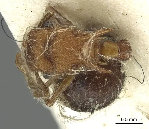 Meranoplus bicolor specimen CASENT0902027 image casent0902027_1