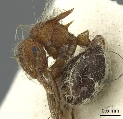 Meranoplus bicolor specimen CASENT0902027 image casent0902027_3