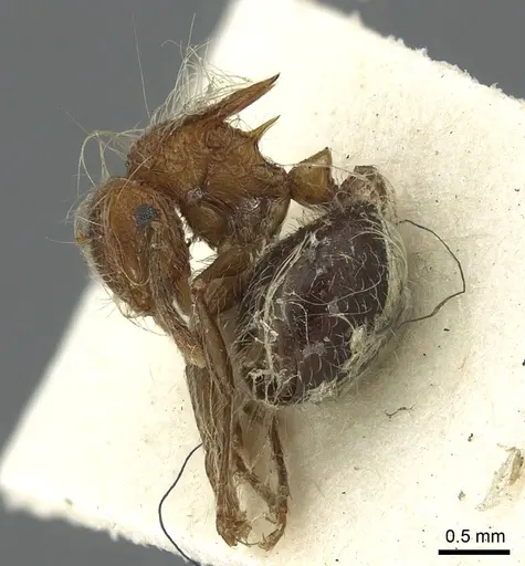 Meranoplus bicolor specimen CASENT0902027 image casent0902027_4