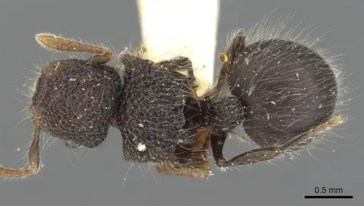 Meranoplus biliran specimen CASENT0902033 image casent0902033_1