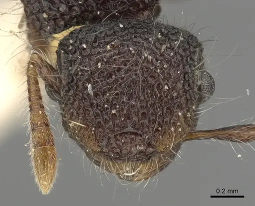 Meranoplus biliran specimen CASENT0902033 image casent0902033_2