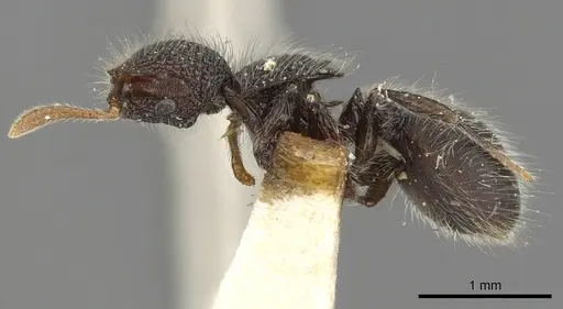 Meranoplus biliran specimen CASENT0902033 image casent0902033_3