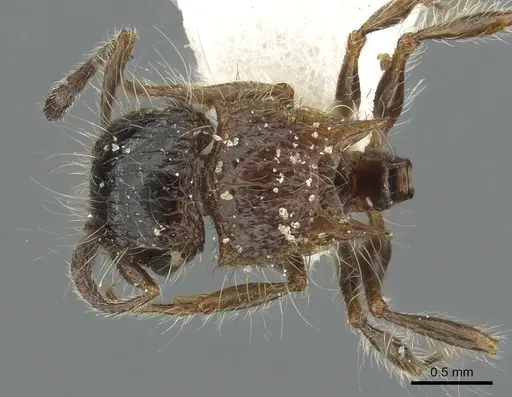 Meranoplus birmanus specimen CASENT0902034 image casent0902034_1