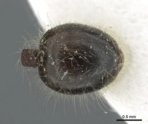 Meranoplus birmanus specimen CASENT0902034 image casent0902034_2