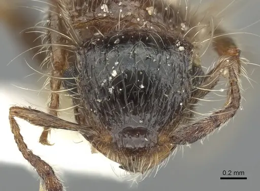 Meranoplus birmanus specimen CASENT0902034 image casent0902034_3
