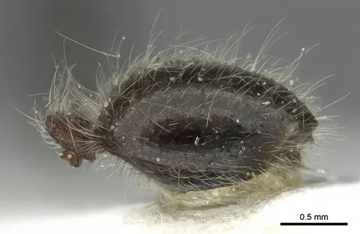 Meranoplus birmanus specimen CASENT0902034 image casent0902034_5