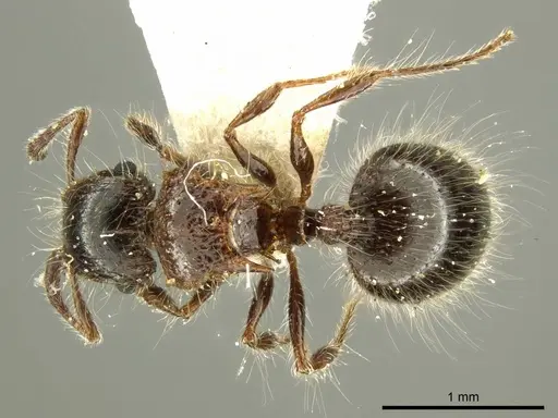Meranoplus birmanus specimen CASENT0919716 image casent0919716_1