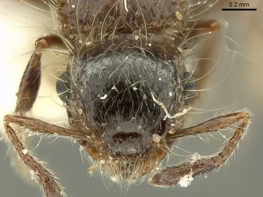 Meranoplus birmanus specimen CASENT0919716 image casent0919716_2