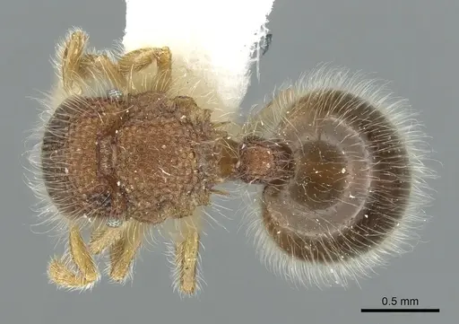 Meranoplus boltoni specimen CASENT0902031 image casent0902031_1