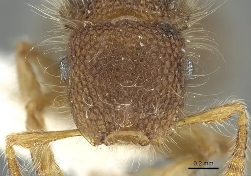 Meranoplus boltoni specimen CASENT0902031 image casent0902031_2