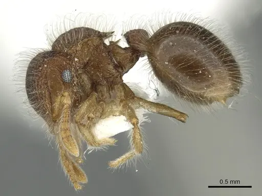 Meranoplus boltoni specimen CASENT0902031 image casent0902031_3