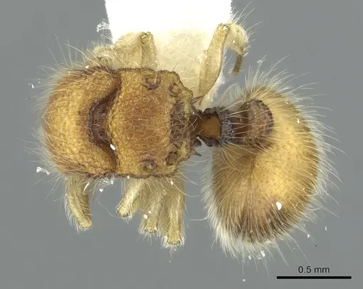 Meranoplus borneensis specimen CASENT0902030 image casent0902030_1